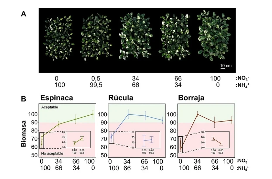¿Se puede fertilizar con amonio en vez de nitrato?